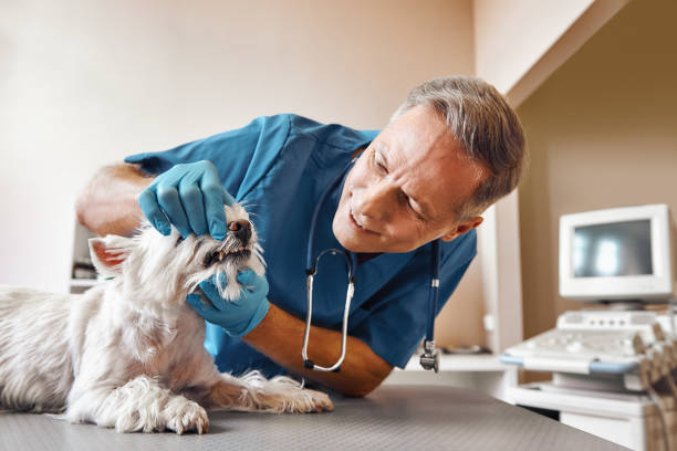 Best Emergency Broken Tooth Repair in Forreston, IL